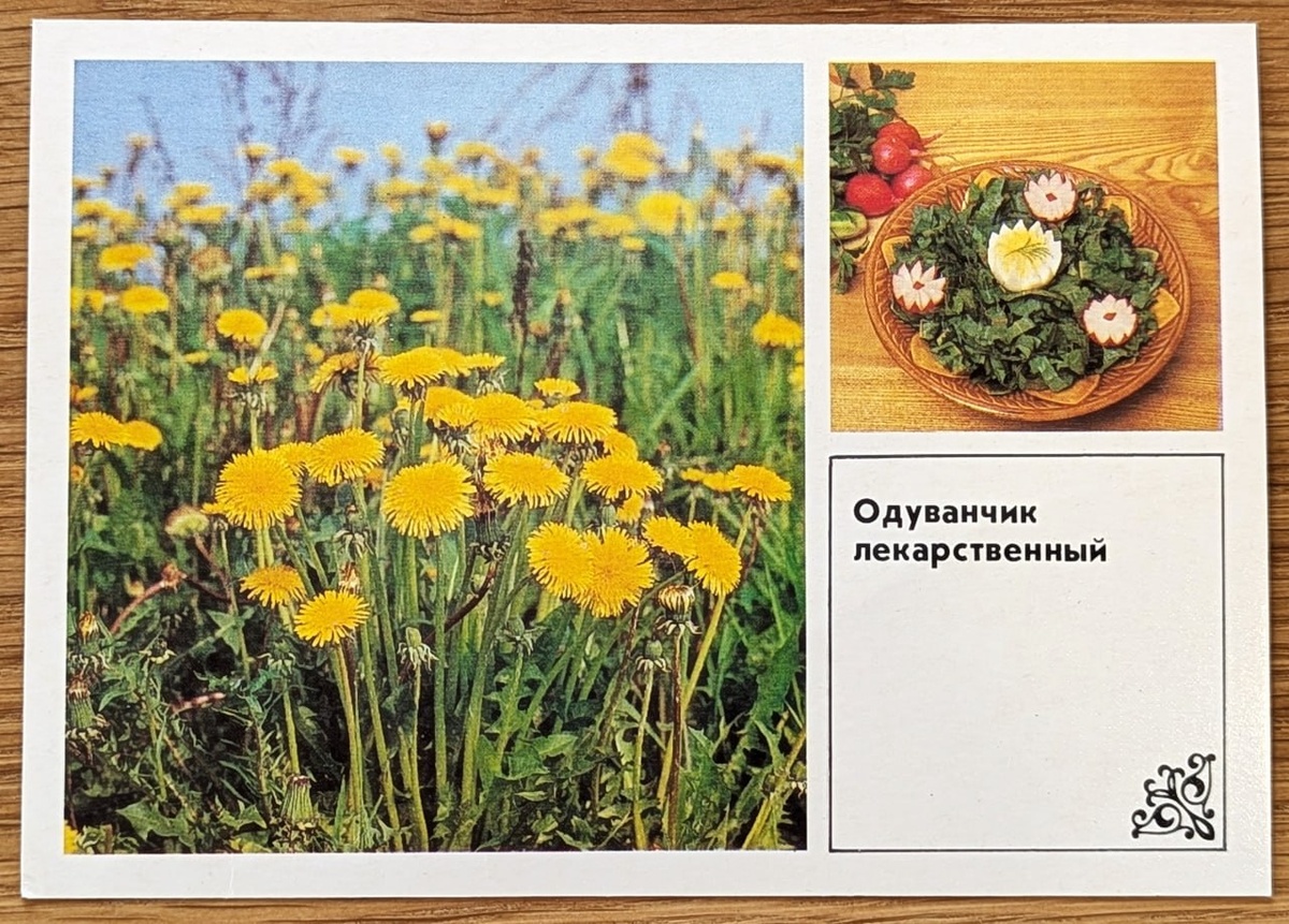 Салат из Одуванчика