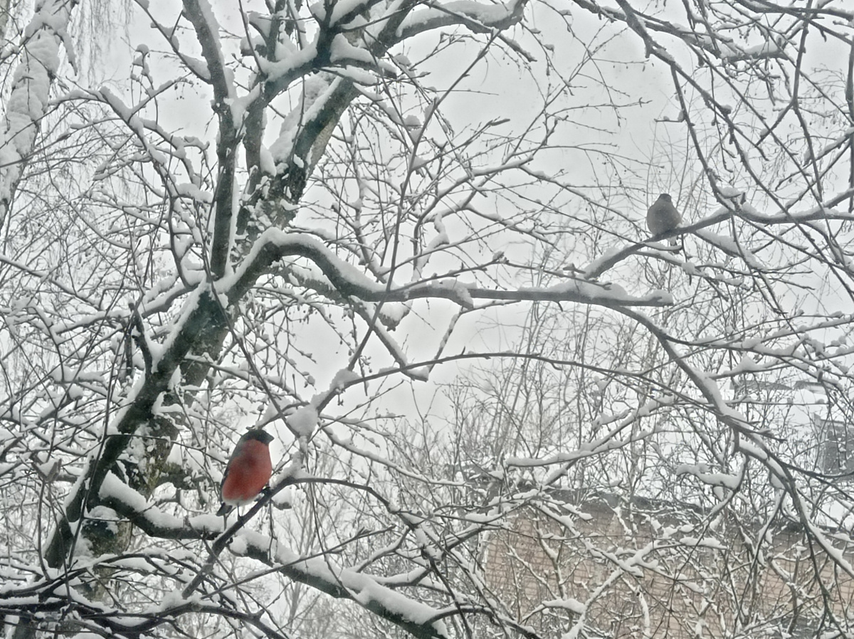 Вот такие красавцы прилетали на мою кормушку