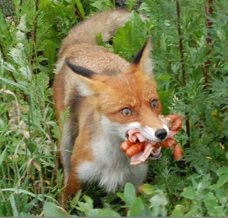 Как правильно ухаживать за домашней лисой