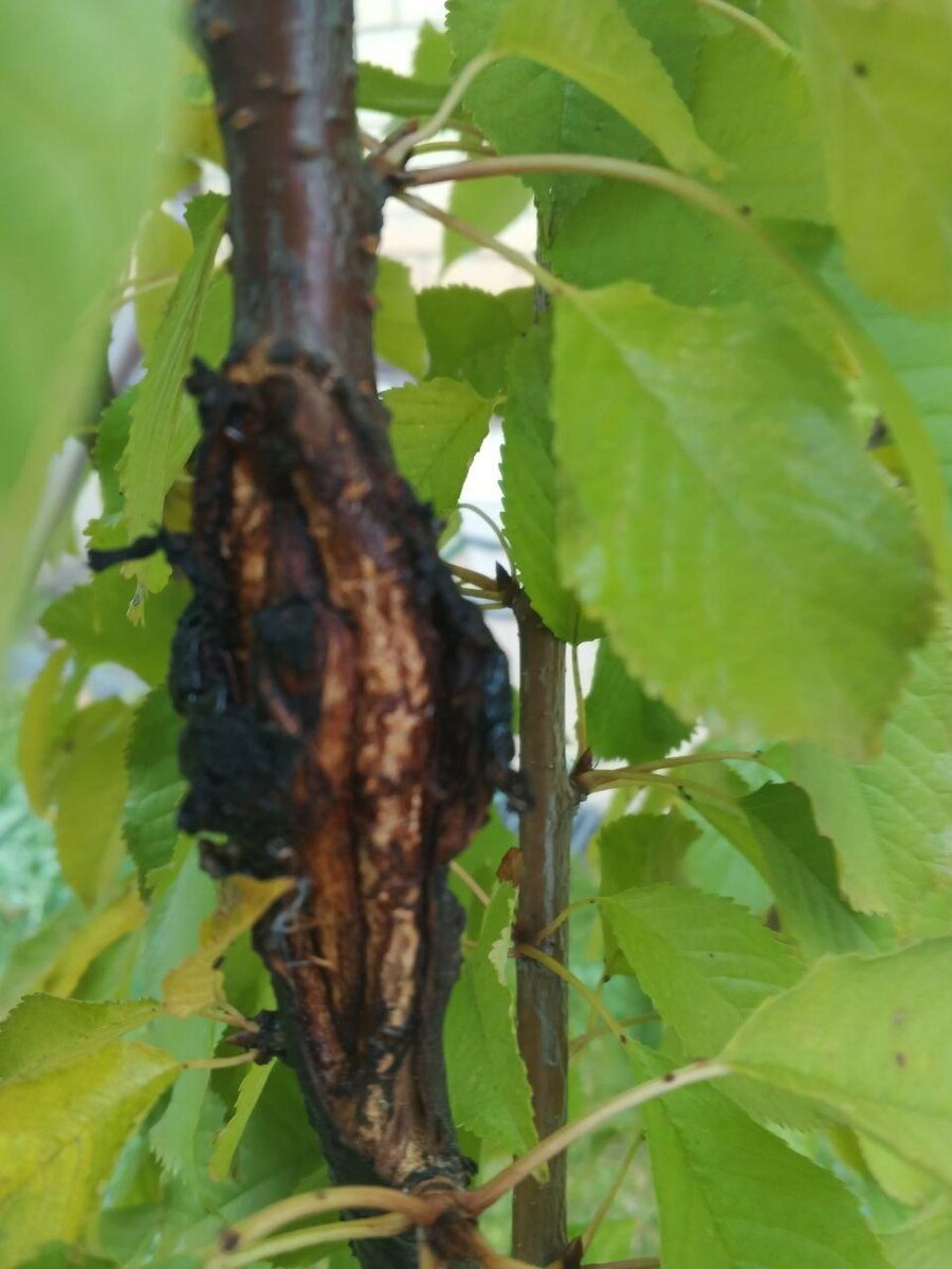 Морозобоина на черешне