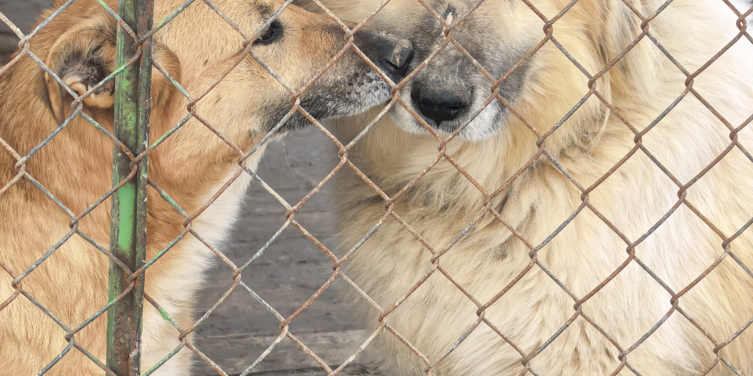 Плачу. Приюту вынесен приговор!