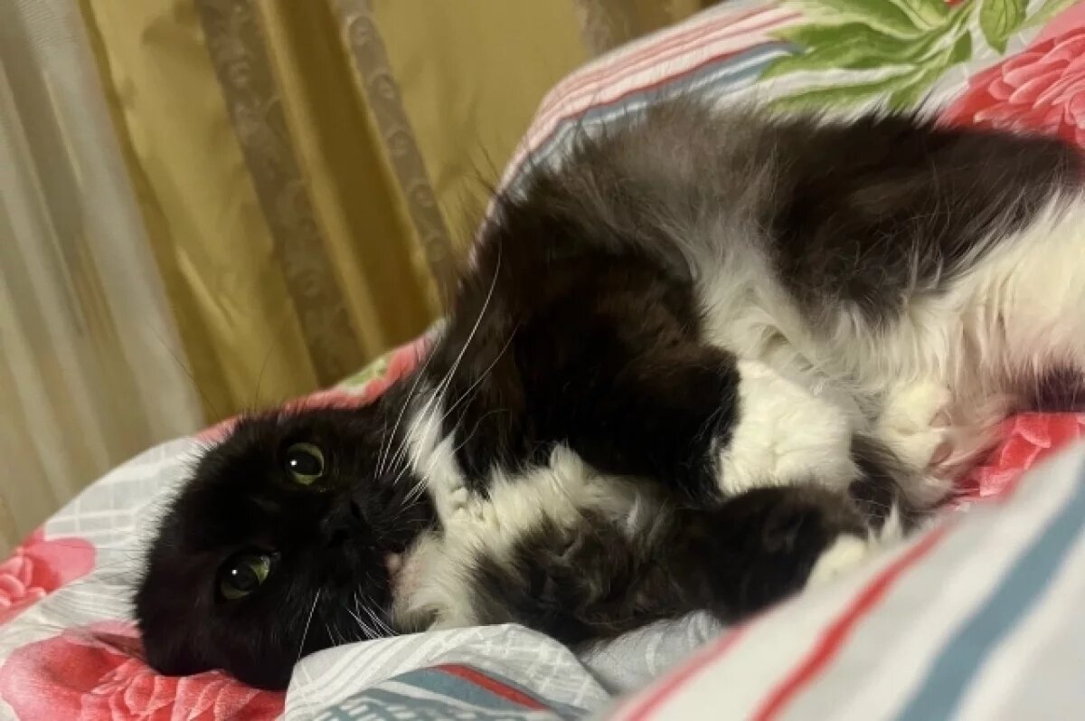    В Рязани мужчина безжалостно бросил кошку в подъезде, что попало на камеры