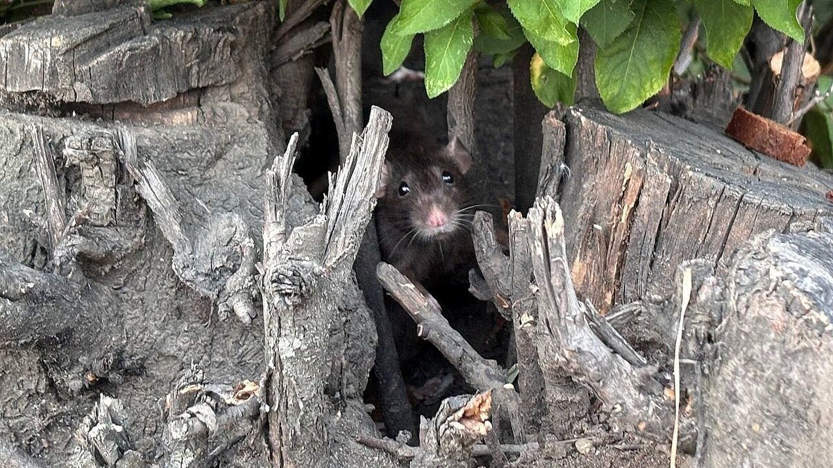    Фото: телеканал «Краснодар»