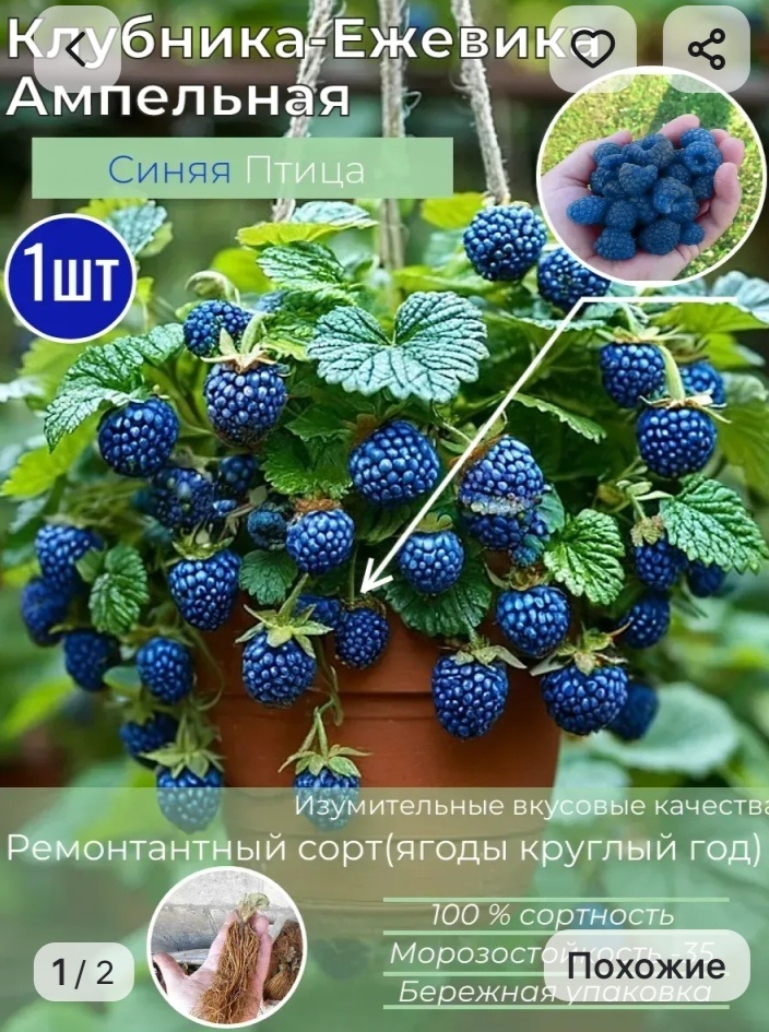 Дали пакетик с землёй, сказали внутри саженец.