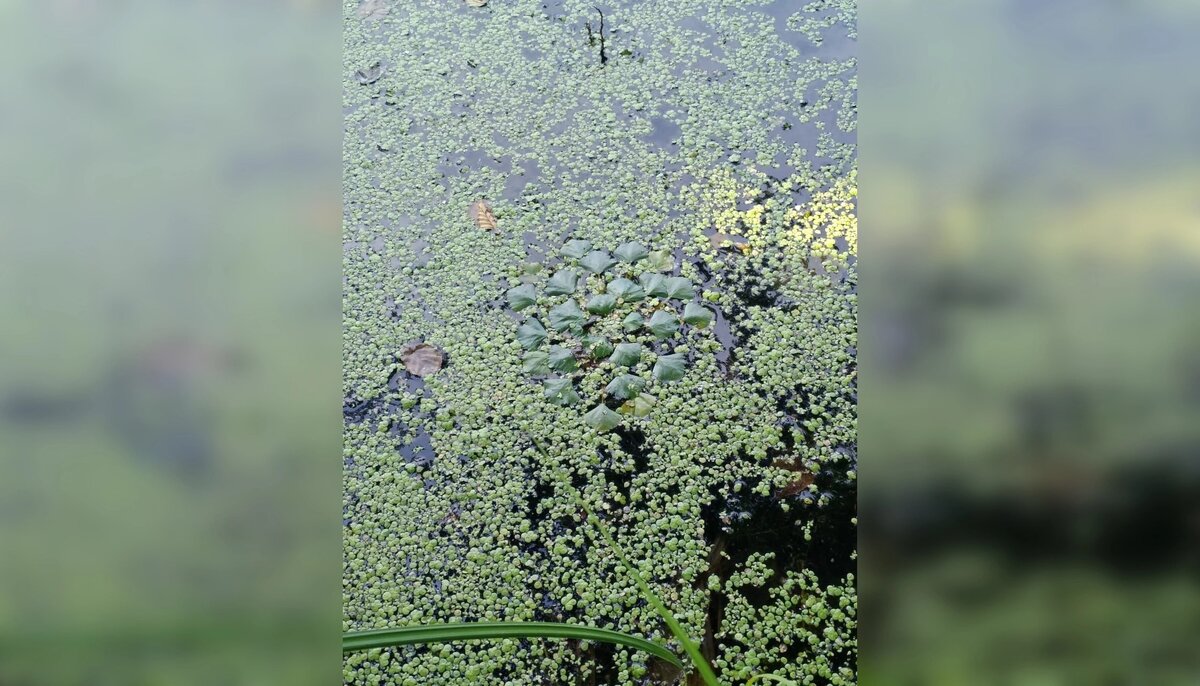    Фото: ЮНЦ РАН