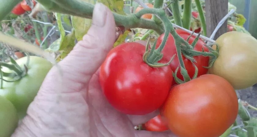    Автор фото - Анна Ефимова