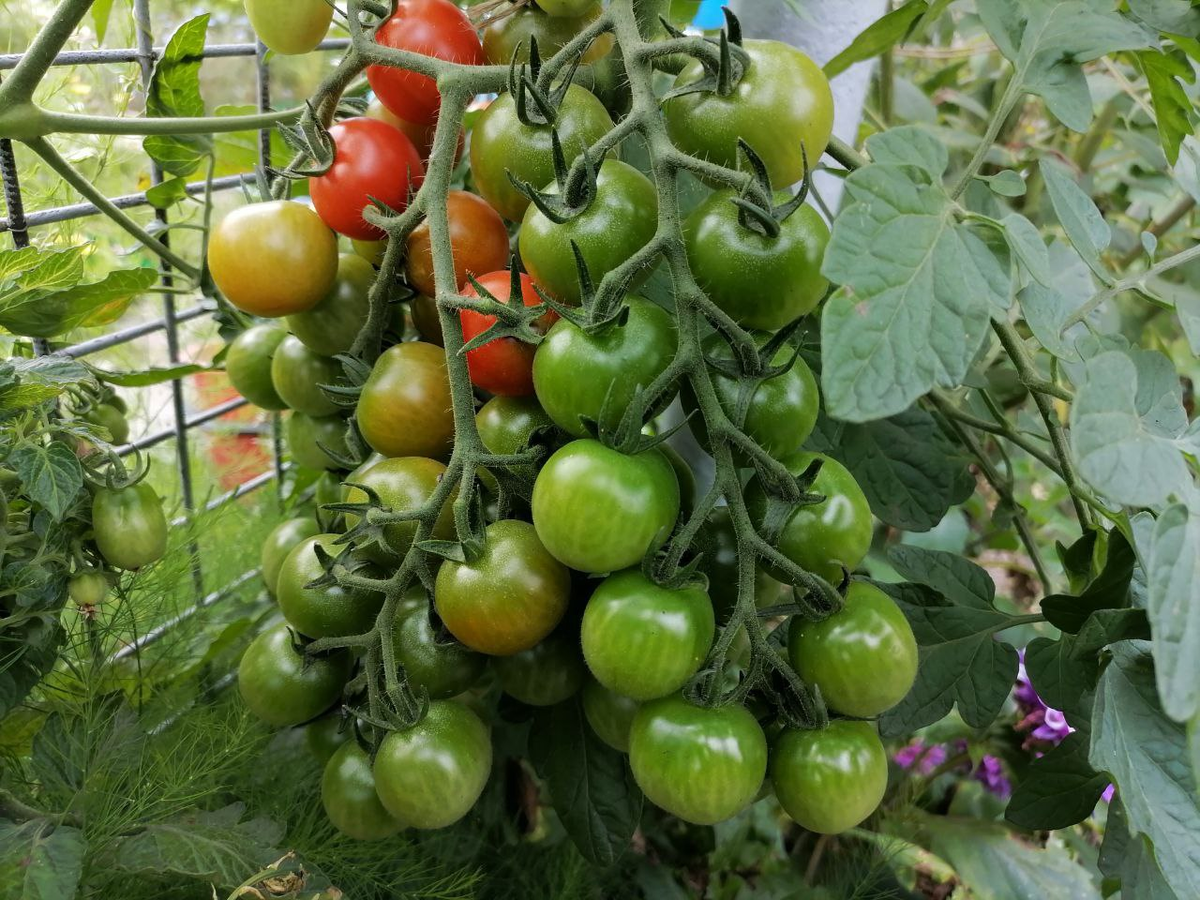 Как подвязать высокие помидоры в открытом грунте, фото автора