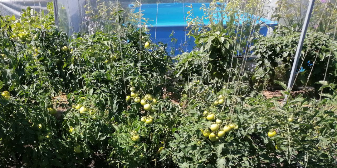 Как подвязать помидоры в открытом грунте? 4 опоры для высокорослых и низких томатов