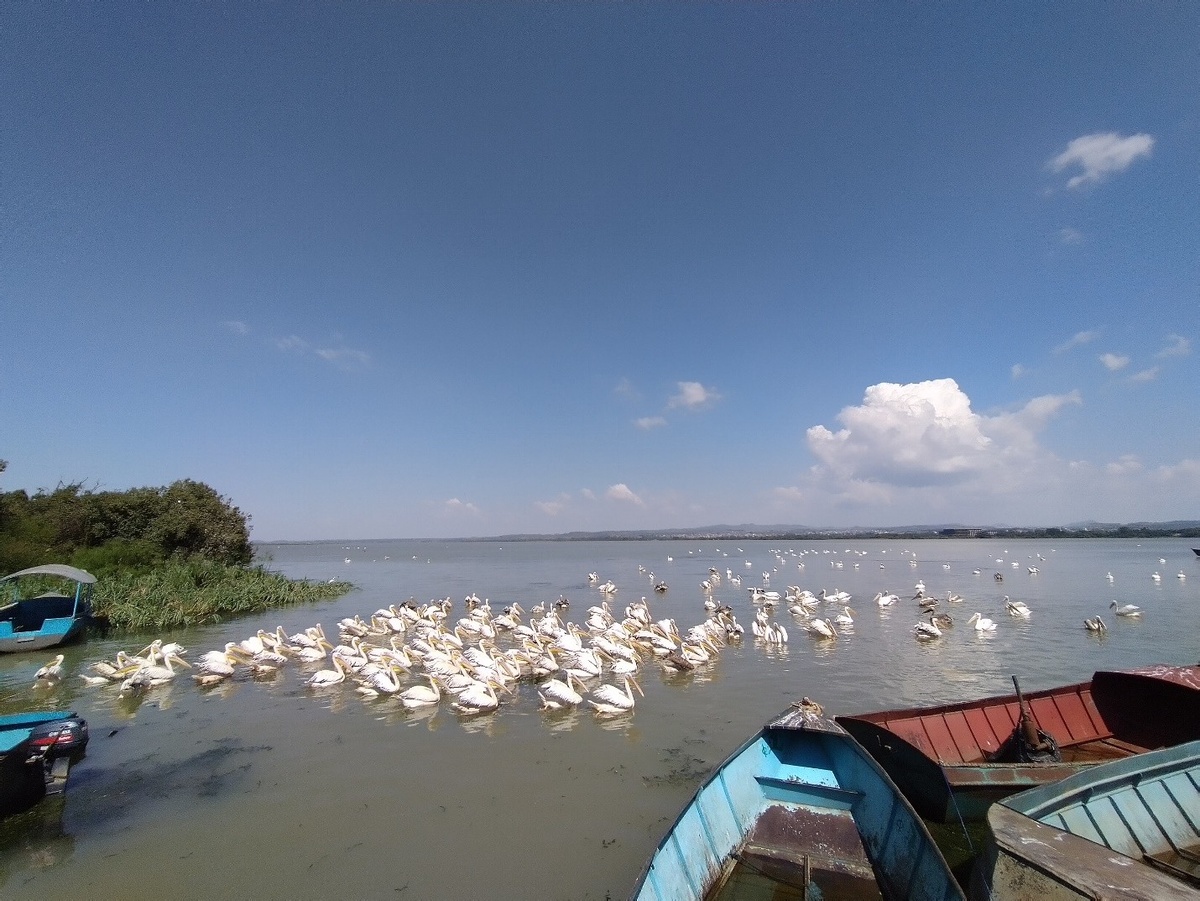 Озеро Тана, Бахрдарский залив. Источник: Борис Лёвин