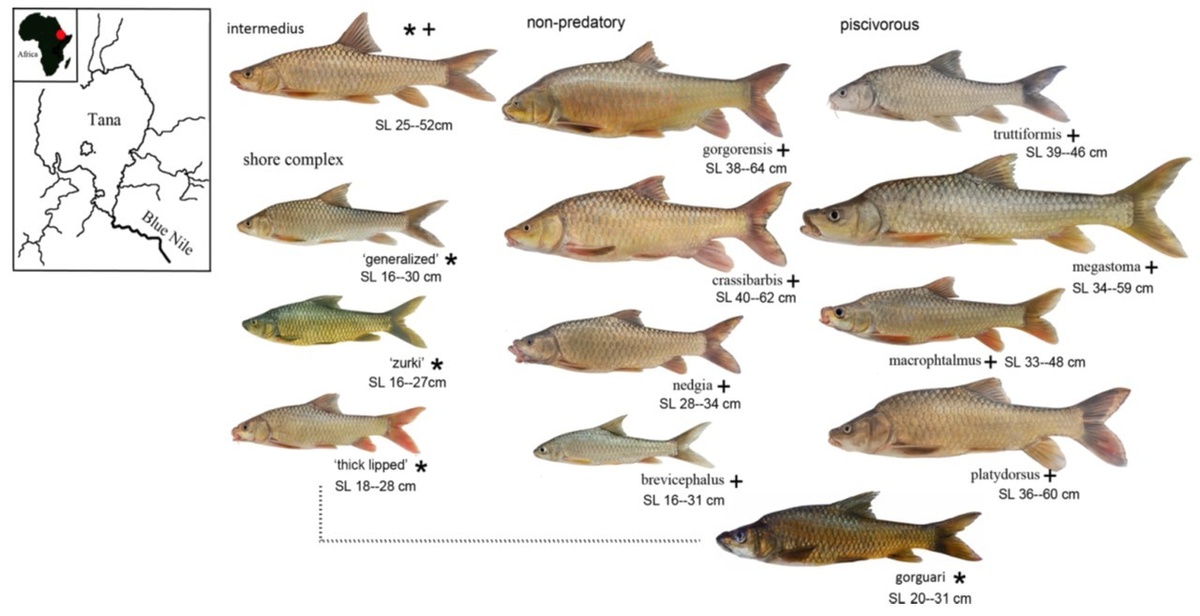 Разнообразие танских усачей рода Labeobarbus. Источник: Evgeny Esin et al. / Ecology and Evolution, 2026