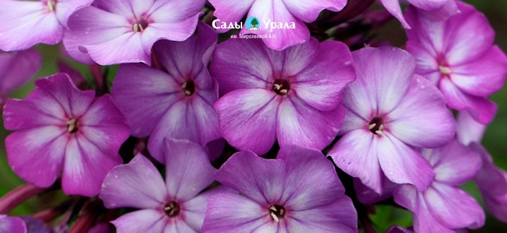 Флоксы и лилейники: ваш сад в 2026 году будет цветным калейдоскопом!