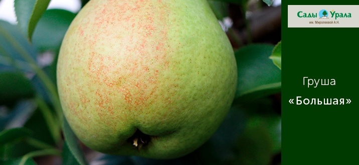 Не бойтесь сажать груши! Ваш будущий урожай начинается сегодня!