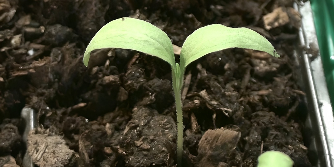 Баклажаны не всходят? Через сколько дней всходят семена баклажанов после посева. Как ускорить всходы