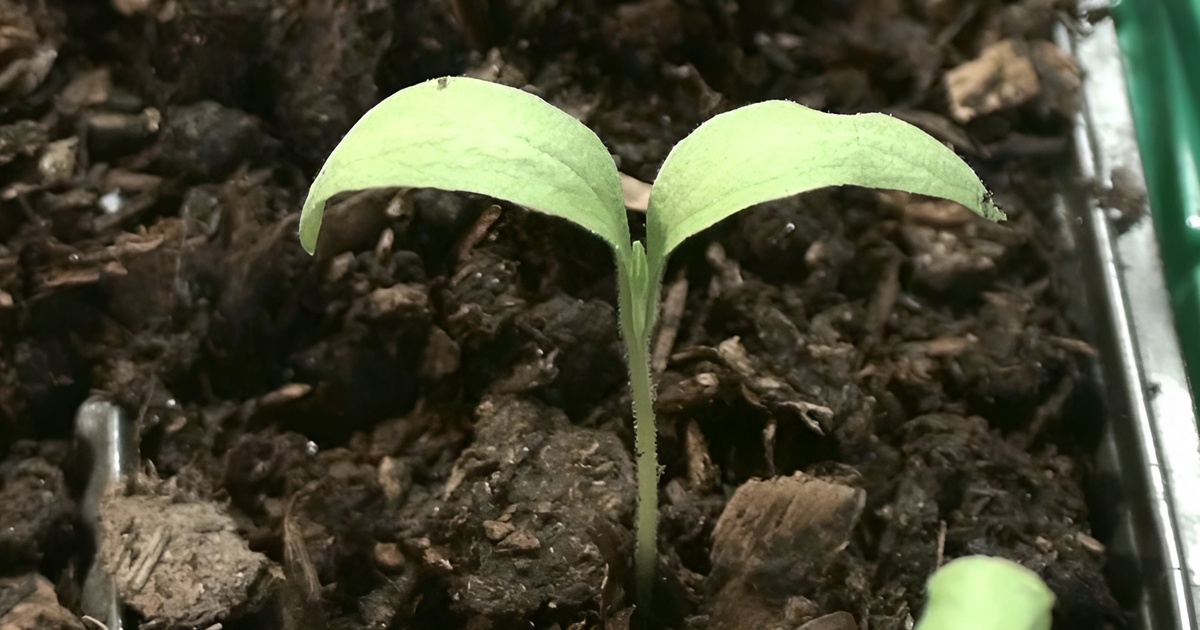 Баклажаны не всходят? Через сколько дней всходят семена баклажанов после посева.Фото автора