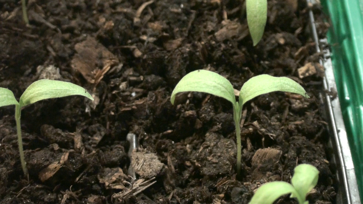 Баклажаны не всходят? Через сколько дней всходят семена баклажанов после посева. Как ускорить всходы.Фото автора