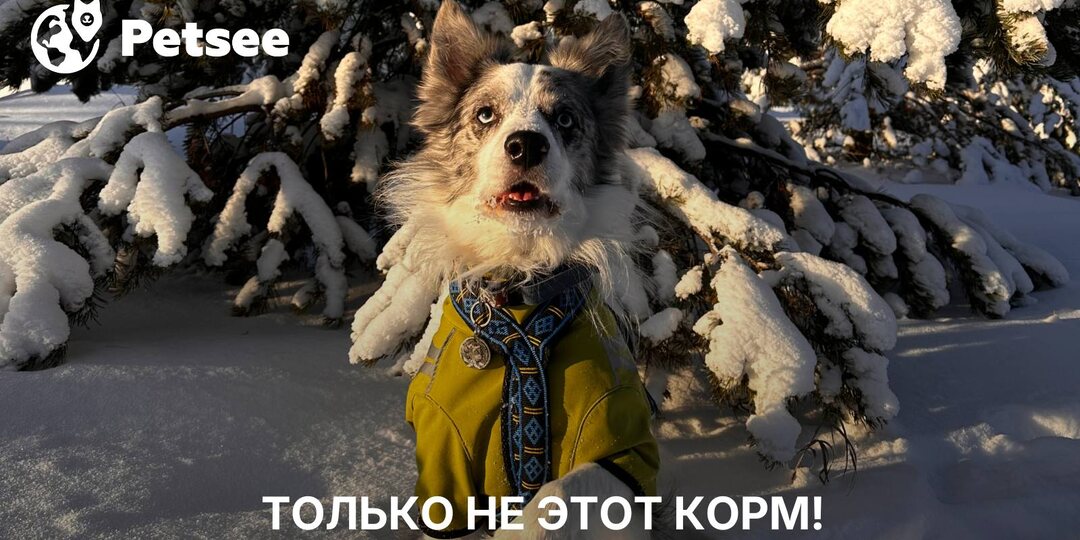 5+ ошибок в кормлении собак, которые совершают почти все