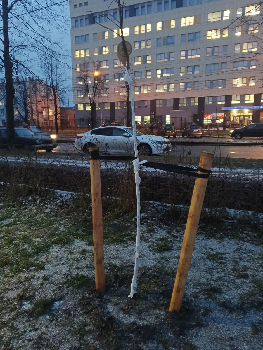 Бинтование молодых стволов