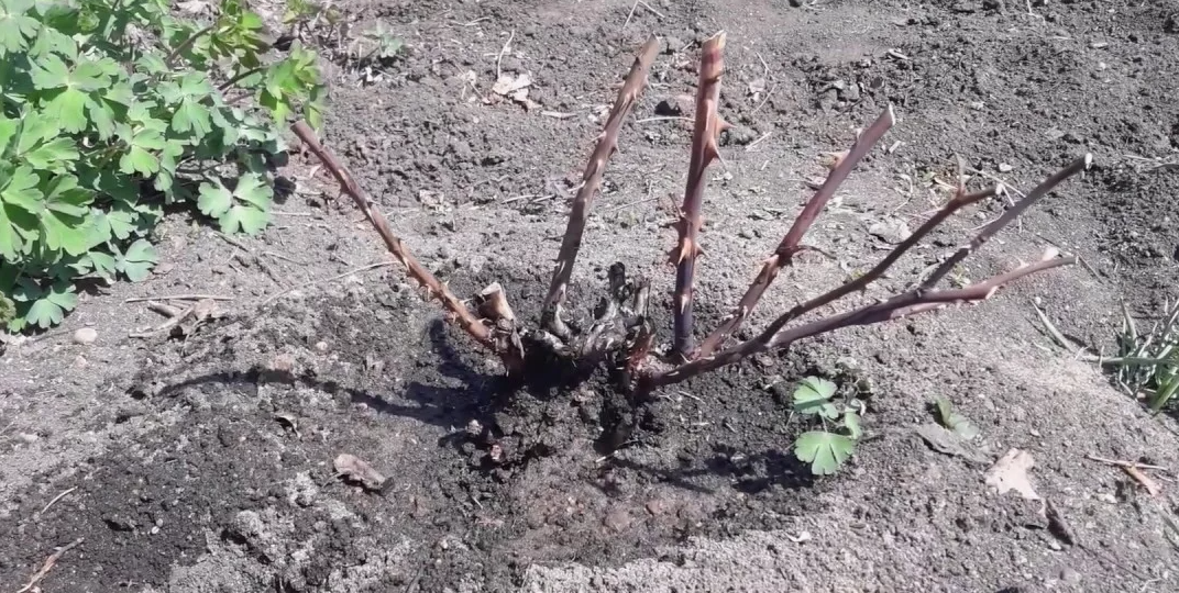 Подкормил замёрзшую розу 2 раза по 20 грамм. Побеги пошли за 10 дней