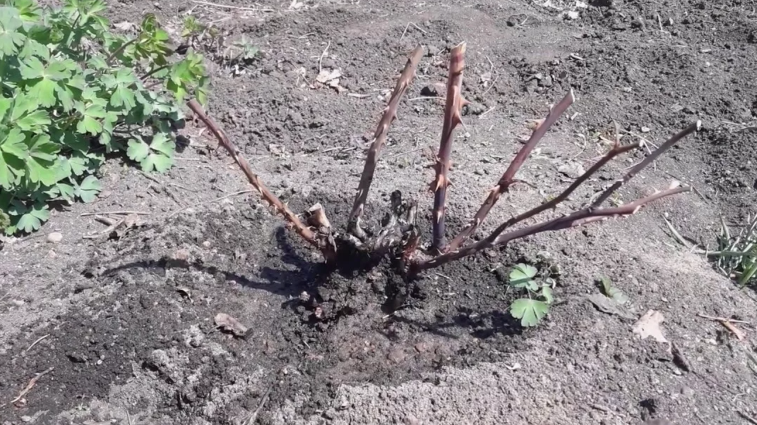 После зимы от розы остались только черные пеньки — казалось, что куст погиб