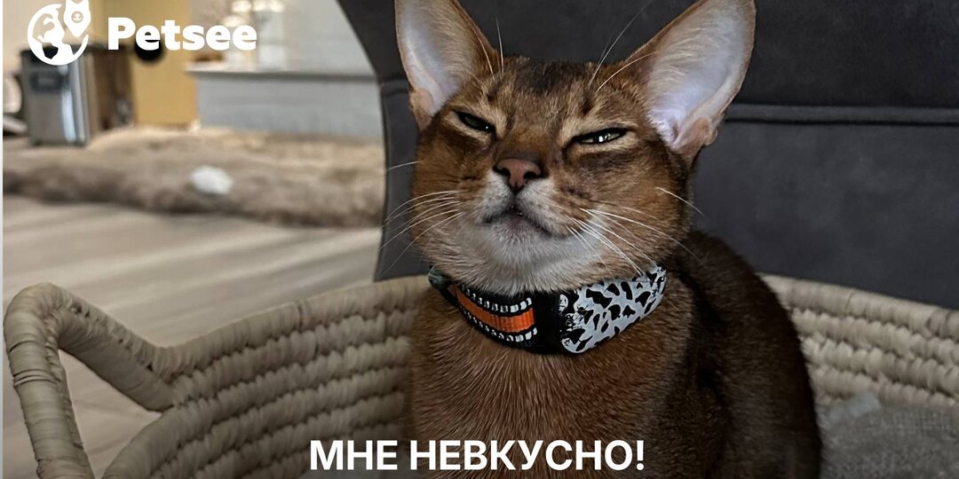 Кошка слизывает желе от корма и уходит?