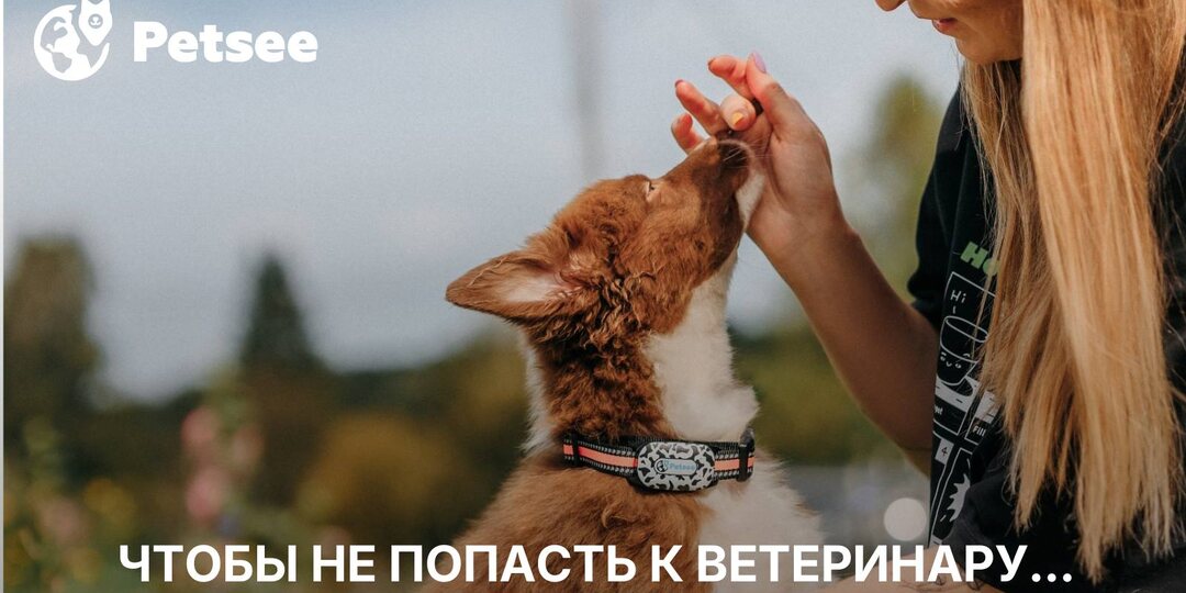 10 продуктов, которые нельзя давать собаке