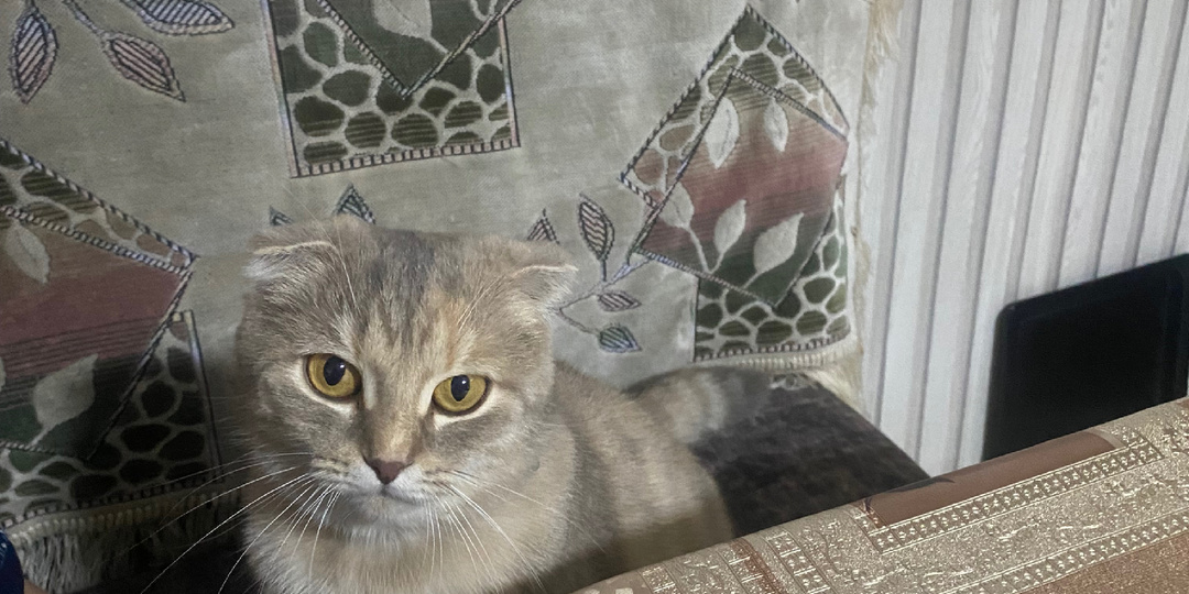 Родилось аж шесть котят .