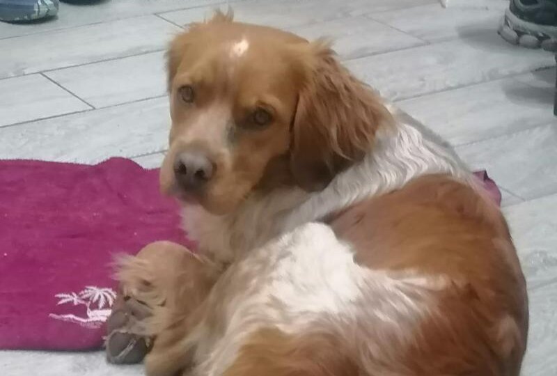 «Он очень добренький и совсем один»: в Волжском ищут сбежавшего пса Тимошку, которому нужна помощь