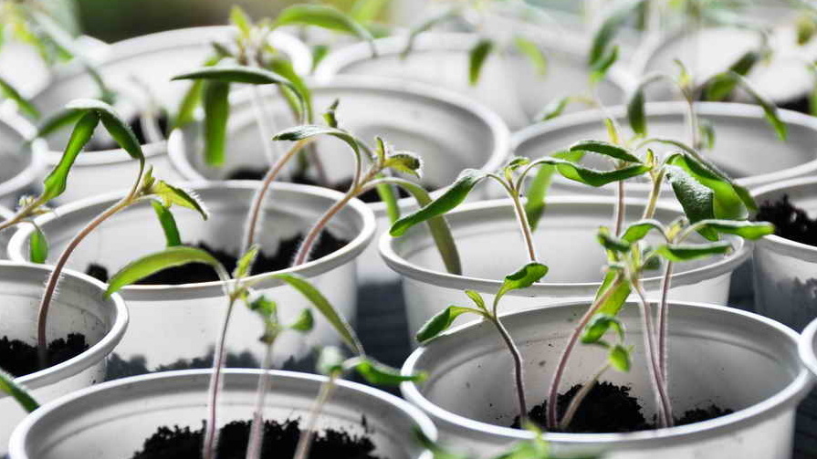 Так выглядела моя рассада утром марта 2023 года. Тогда, не зная причину, я спас только 3 куста из 50 — это всего 6% выживаемости