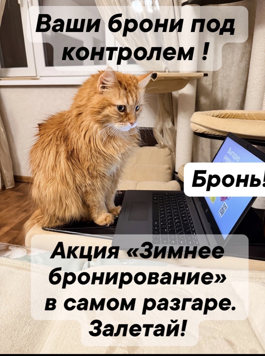 Котопомощник