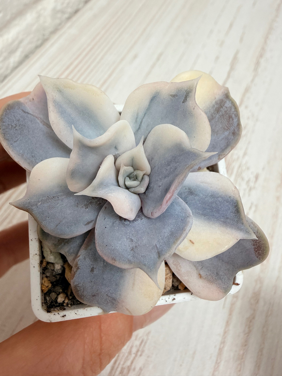 Echeveria Lilacina Variegated