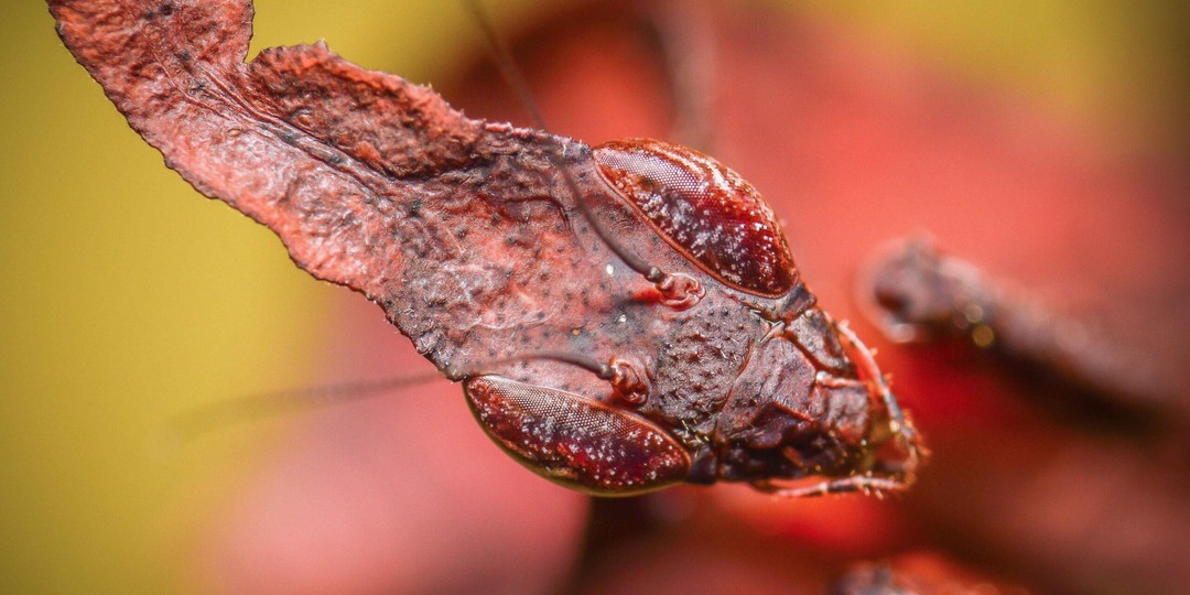 Богомол-призрак (Phyllocrania paradoxa): содержание дома, уход, фото и питание
