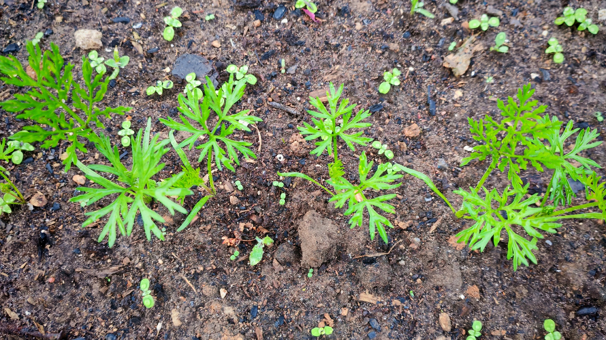 Всходы через неделю после посева — всхожесть 80 процентов