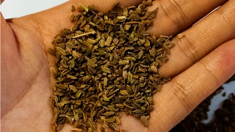 Семена после 12 дней в земле — увеличились вдвое