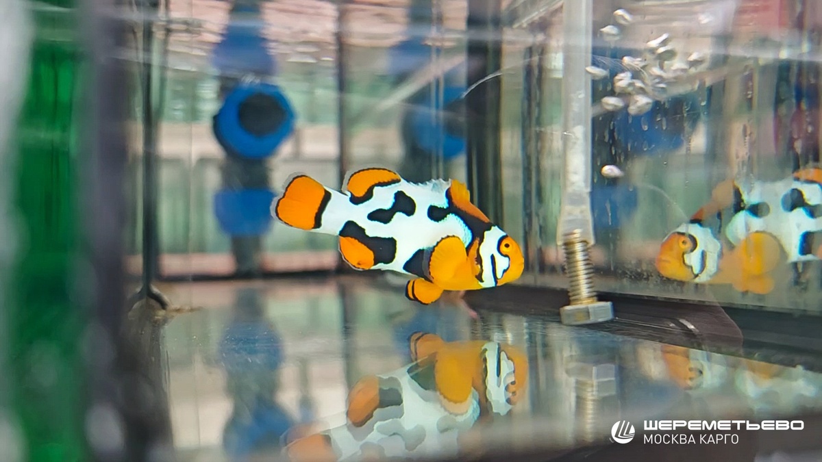 Фото из аквариумов ООО "Лота"