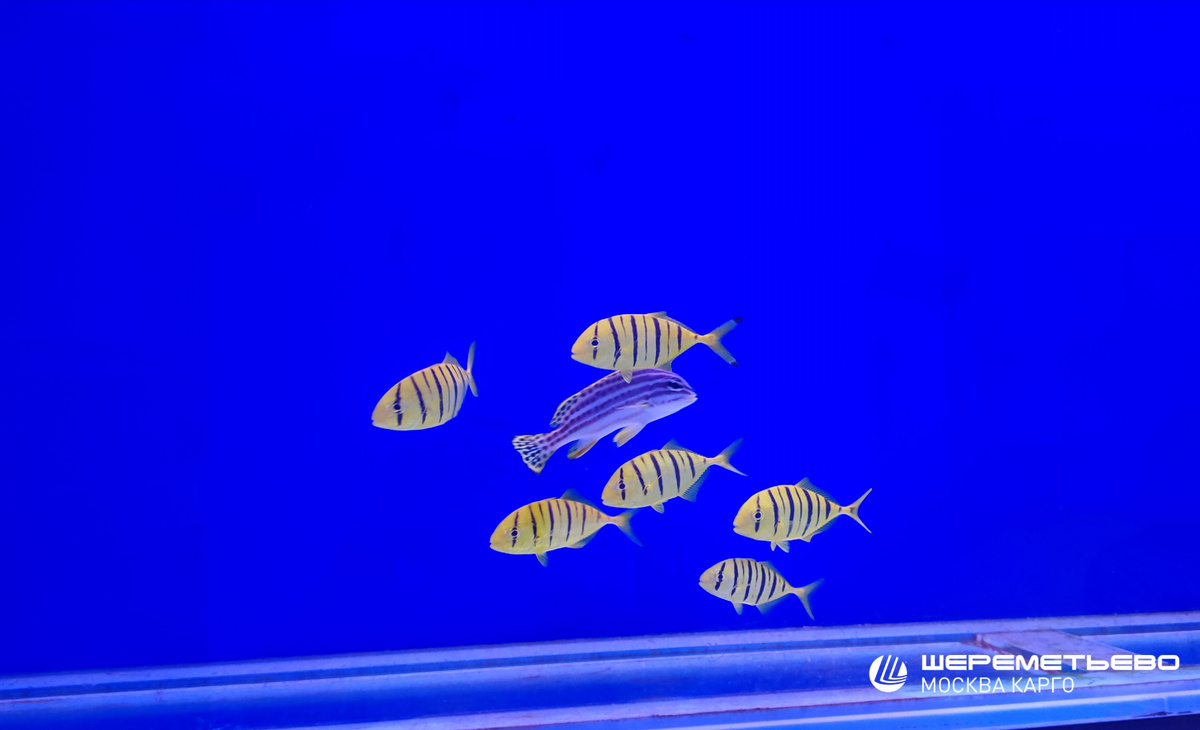 Лучеперые рыбы