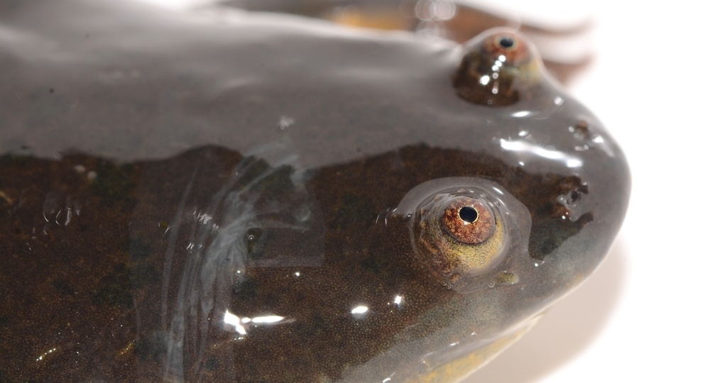 Уход за кенийской шпорцевой лягушкой дома: чем кормить, размеры аквариума и список частых ошибок