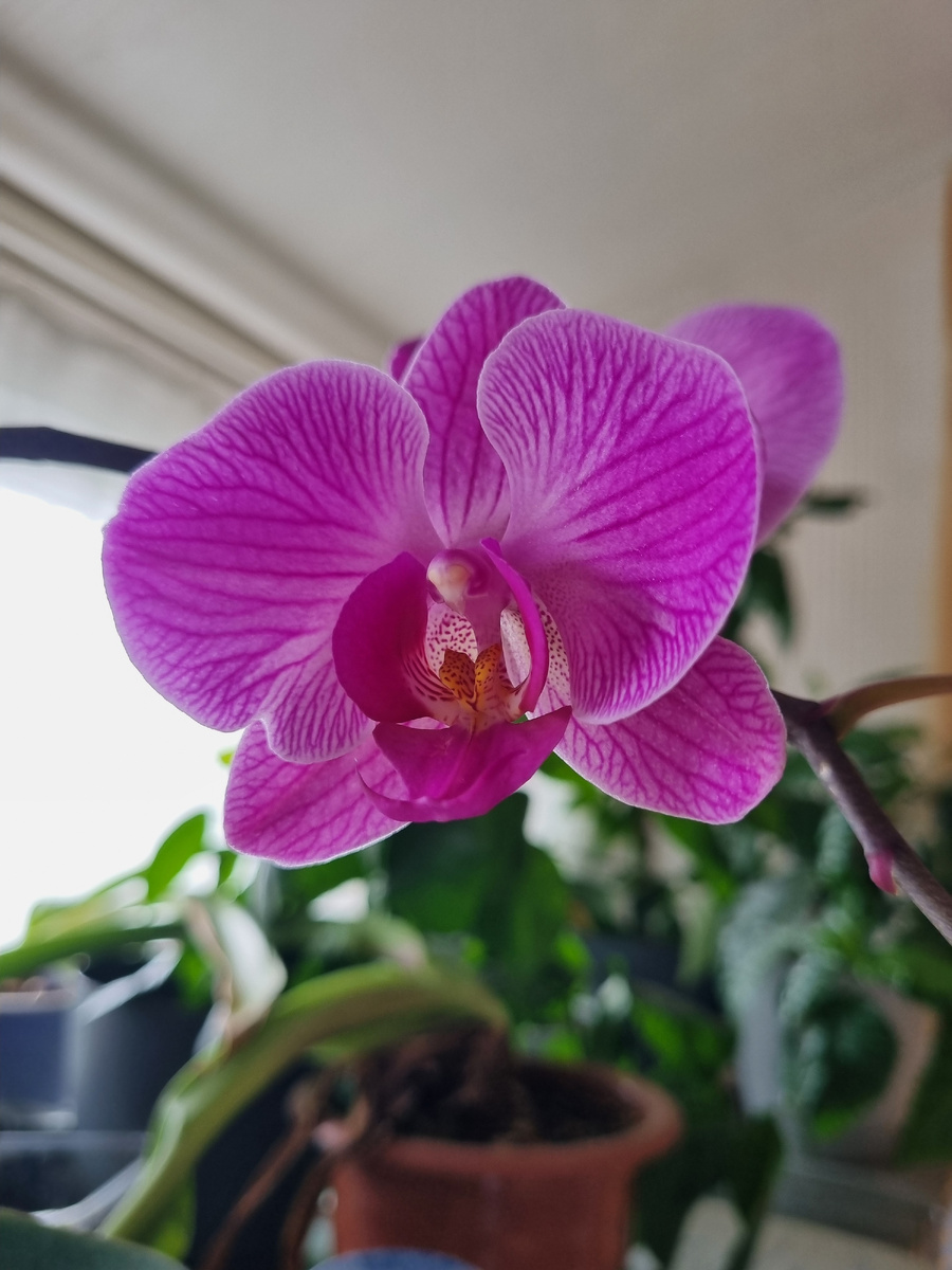 Весна в доме