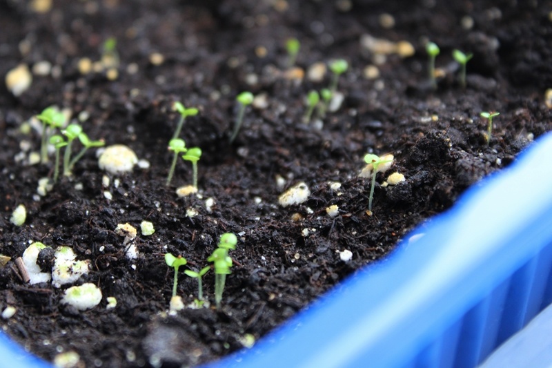 Крохотные ростки лобелии