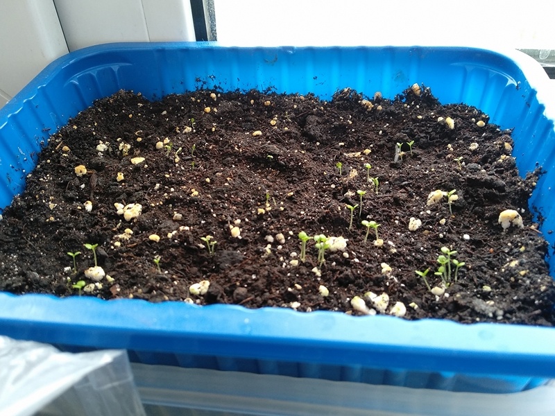 Контейнер с рассадой лобелии