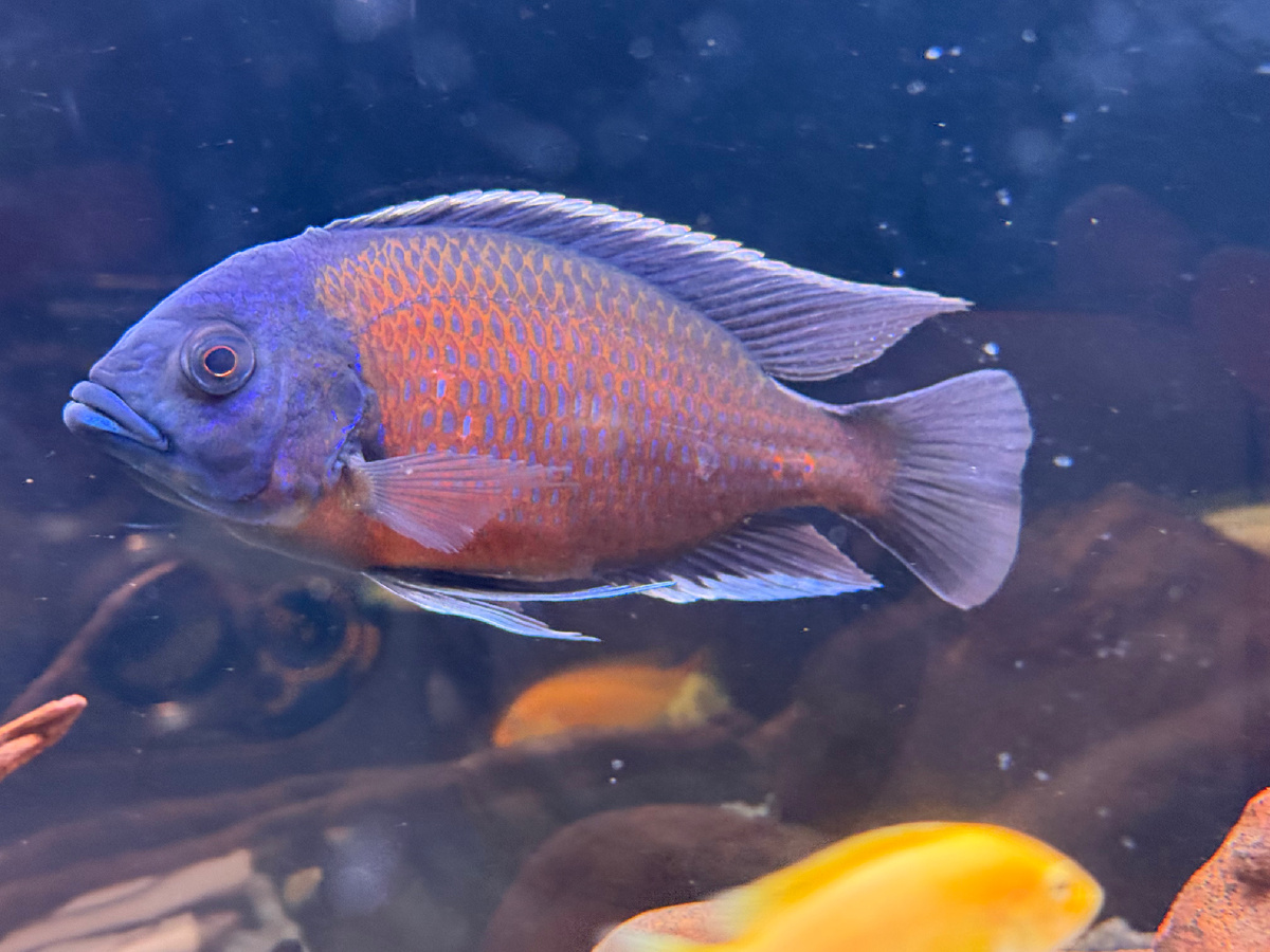 Импозантный мужчина 