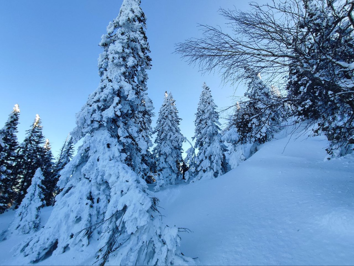    © Алёна Бронникова