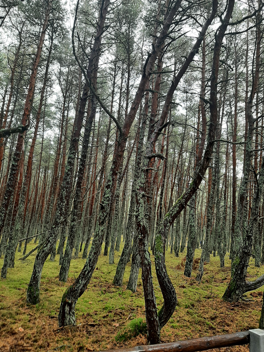 Танцующий лес (фото автора)