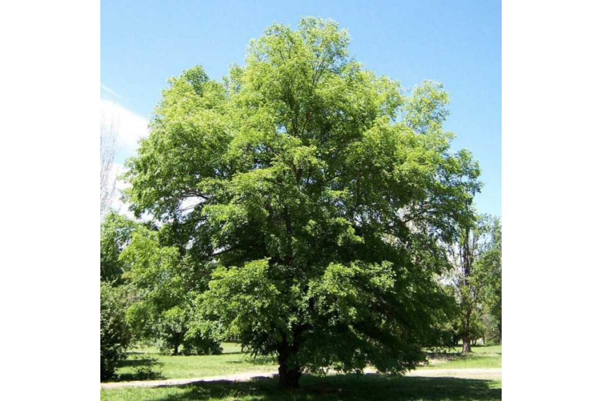 Вяз (карагач) в нормальном с остоянии