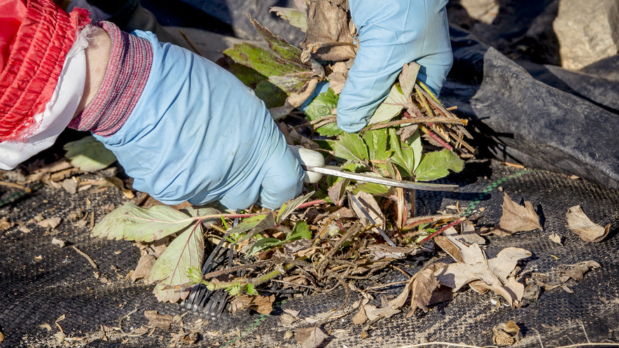 Срезал старую клубнику секатором вровень с землей. Урожай в 2 раза больше