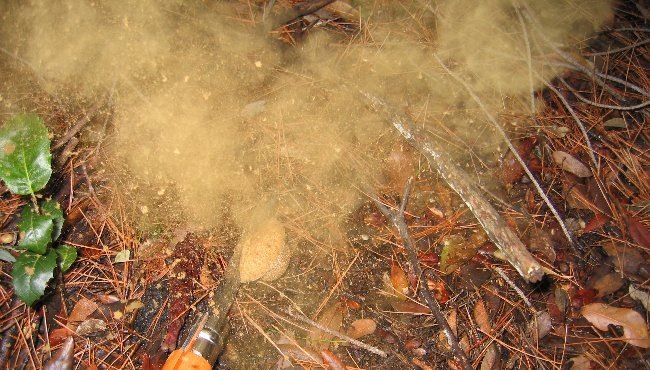 Жуткое облачко спор дождевика