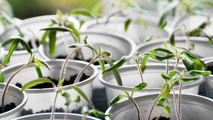 Вот так выглядела моя рассада после ночного поражения черной ножкой