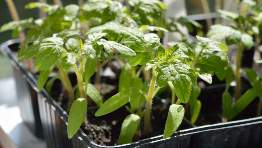 Главный показатель - тургор листьев. 