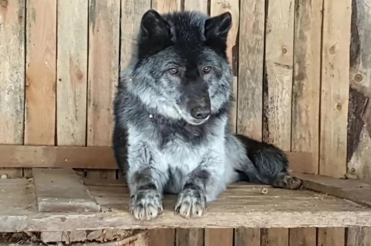    Ивановский зоопарк с 1 марта перешёл на весенний график работы