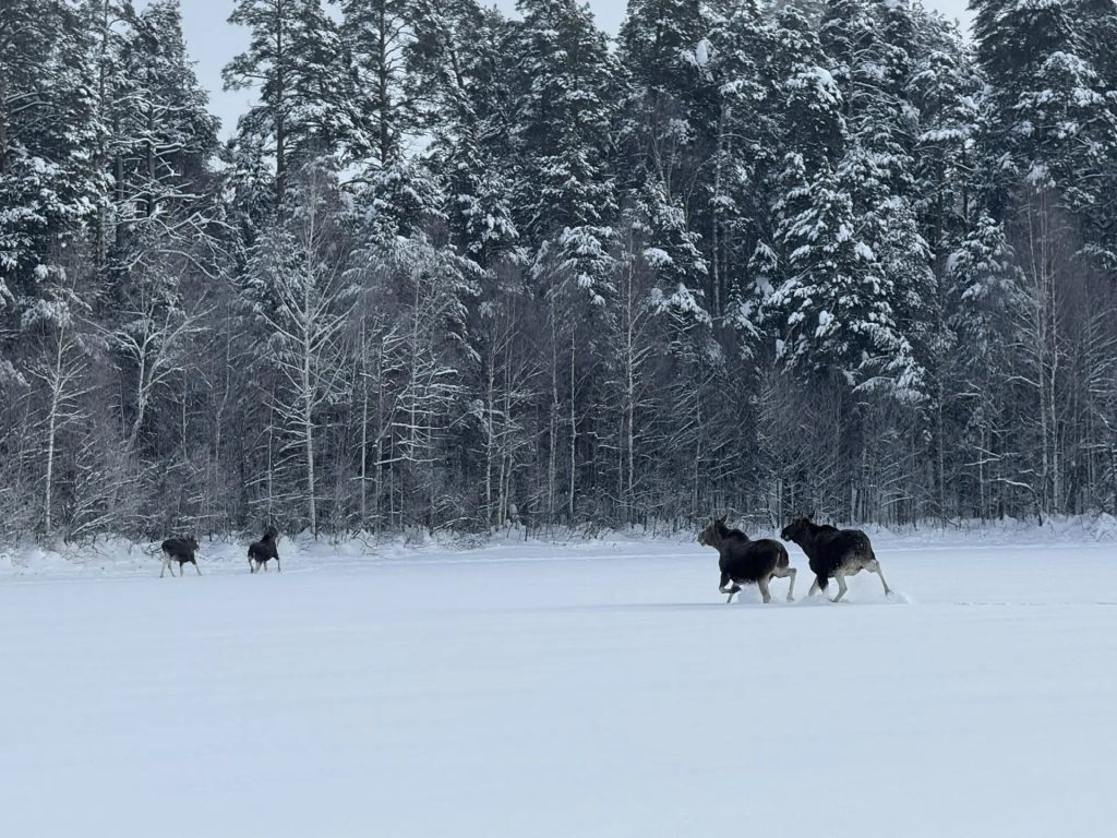    Департамент животного мира Республики Марий Эл