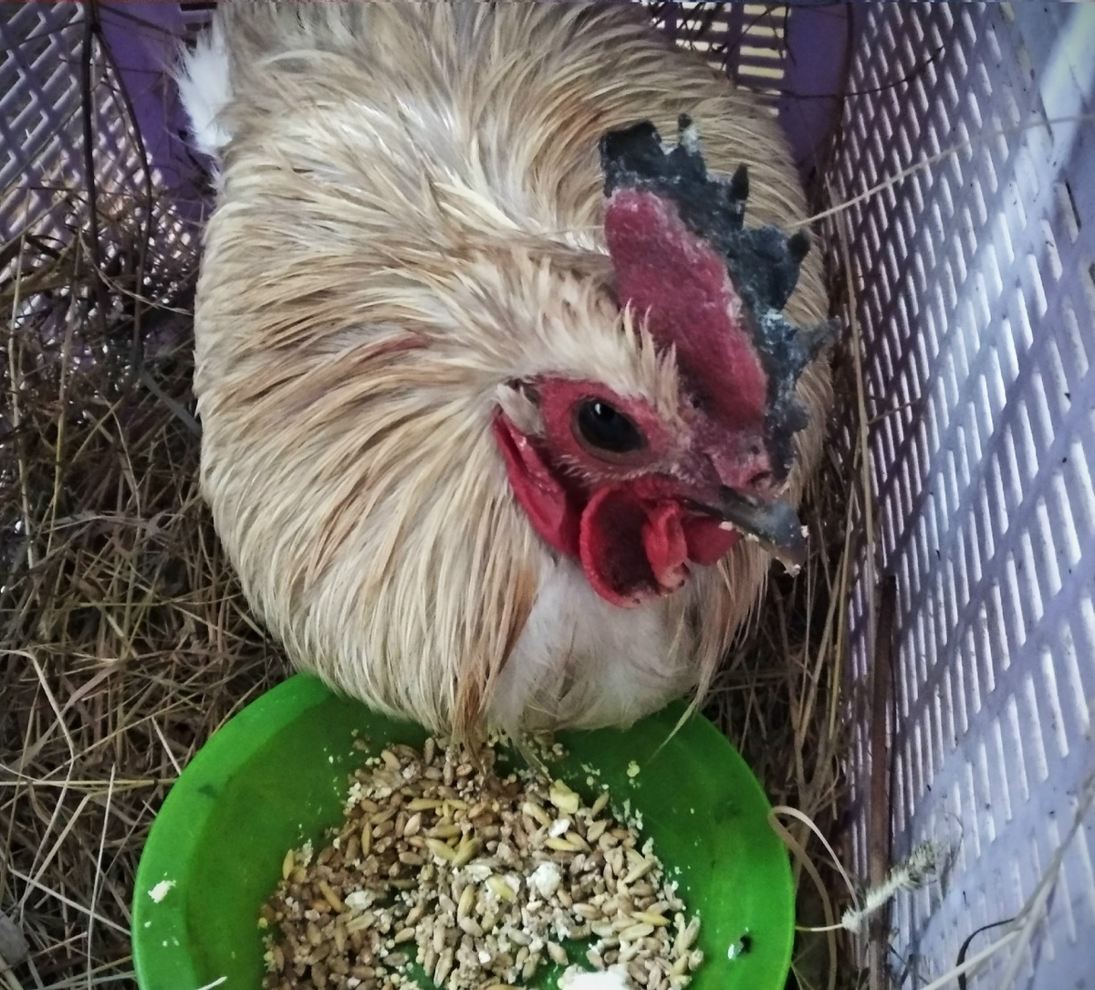 посадила дома в клетку, такой мелкий а еле втиснулся. гребень обморожен, глаз горит, весь готов к бою, мама дорогая!